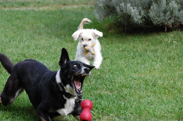 a juca,cățeluș,câine,animal,iarbă,canin