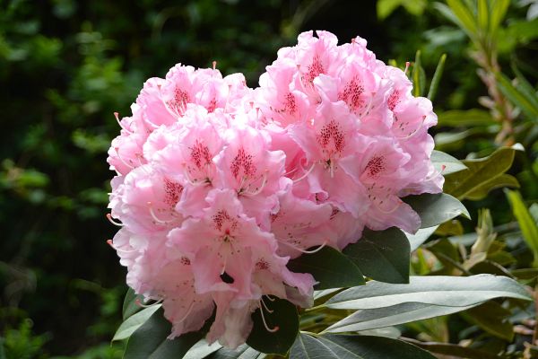 natur,blomstre,anlegg,blomst,vår,botanikk