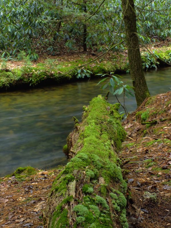 copac,apă,natură,pădure,pârâu,pustie