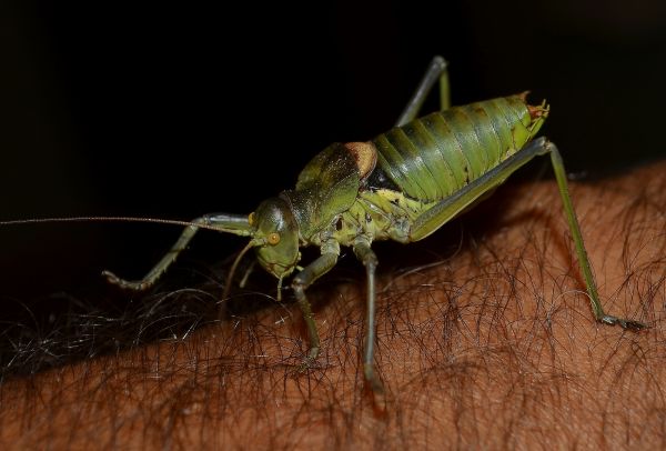 alam,fotografi,hijau,serangga,makro,fauna