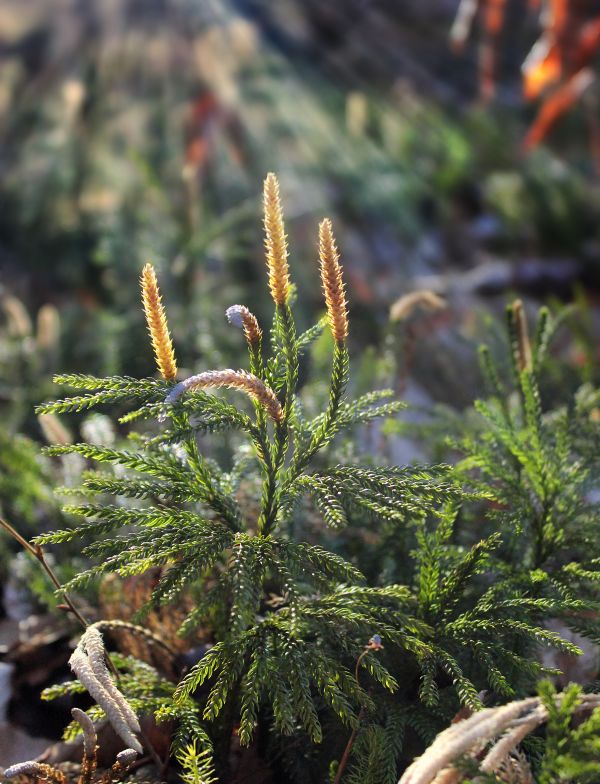 arbre, la nature, branche, hiver, plante, randonnée