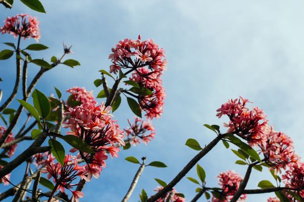 natuur,bloesem,fabriek,boom,tak,blad