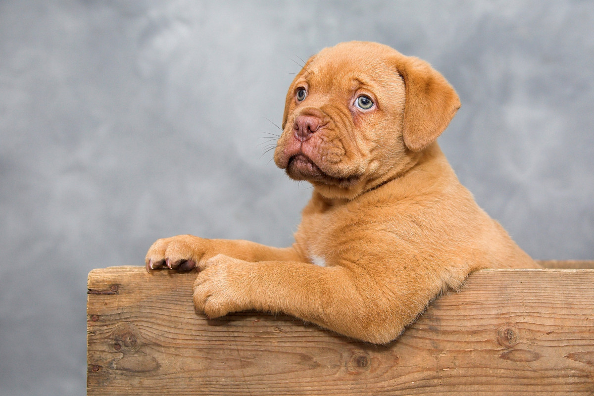 dulce, cățeluș, câine, drăguţ, mamifer, animale, animale vertebrate, rasa de câine, caine de paza, Dogue de Bordeaux, câine cum ar fi mamifer, încrucișările câine