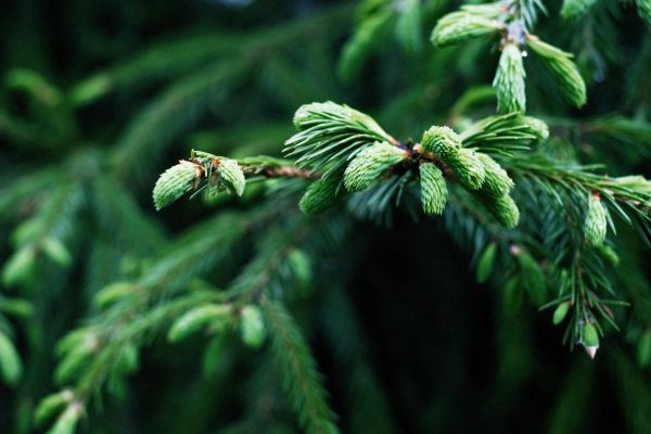 branche,plante,paysage,arbre,la nature,feuille