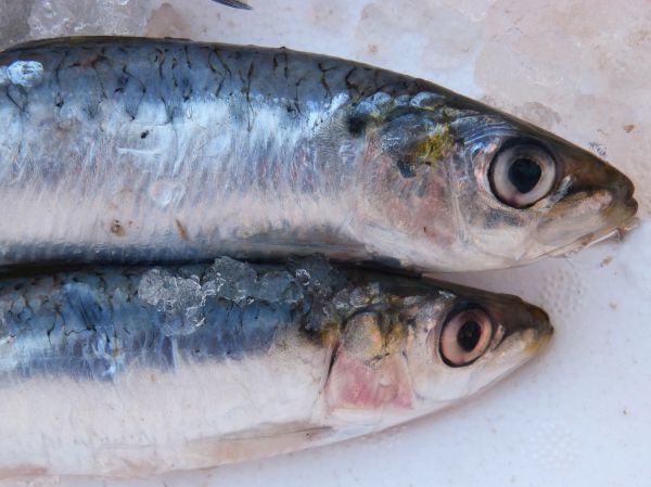 pescado, sardina, vertebrado, perca, Fresco, Bonito