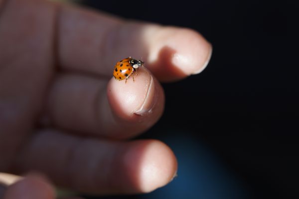 naturaleza, fotografía, animal, rojo, mano, dedo