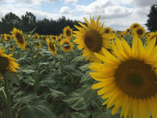 la nature, plante, champ, fleur, été, France