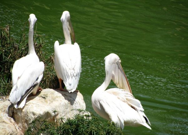 doğa, kuş, kanat, pelikan, Seabird, Vahşi hayat