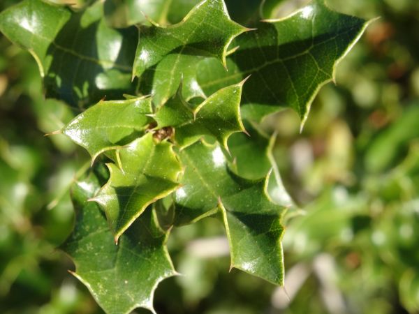 albero, natura, ramo, pianta, foglia, frutta