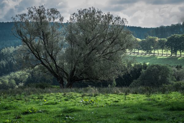 boom,natuur,Bos,gras,landschap,bloesem