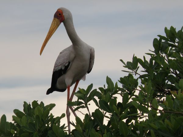 copac,pasăre,pelican,seabird,animale sălbatice,cioc