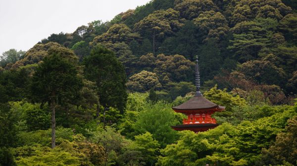 風景,森林,山,丘,ルーフ,谷