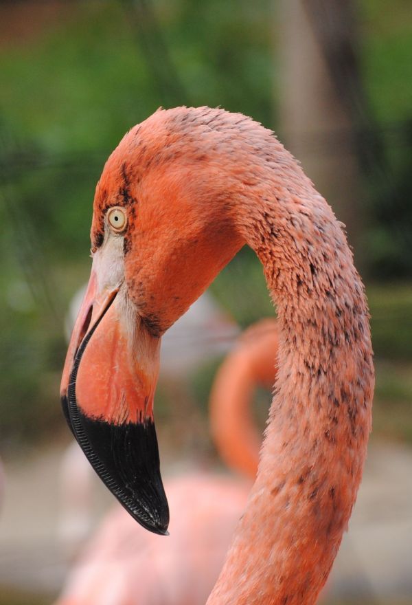 natur, fågel, djur-, vilda djur och växter, Zoo, näbb