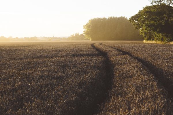 paysage,arbre,la nature,herbe,horizon,plante