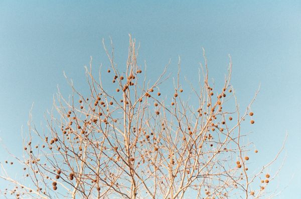 árbol, naturaleza, césped, rama, flor, invierno