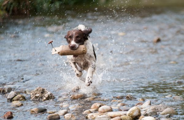 water,rennen,hond,wildlife,modder,zoogdier