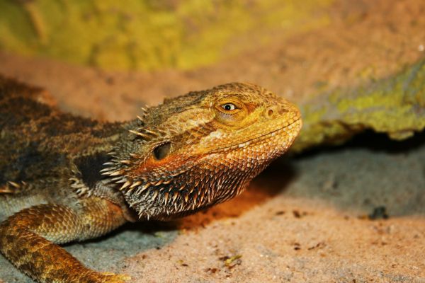 野生動物,爬虫類,動物相,トカゲ,砂,グリーントカゲ