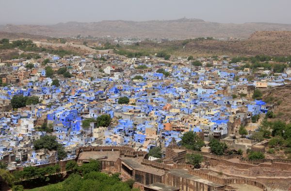 India,planta,flor,pueblo,Paisaje urbano,pueblo