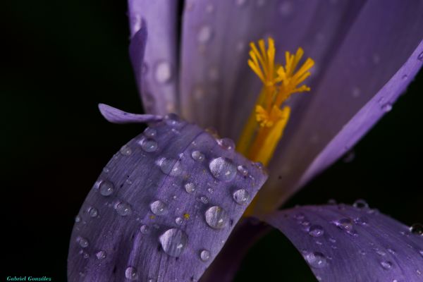 Natura,roślina,fotografia,liść,kwiat,fioletowy