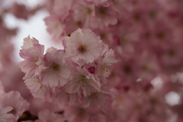 boom, tak, bloesem, fabriek, fruit, bloem