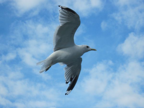 Natur, Ozean, Vogel, Flügel, draussen, Wildnis