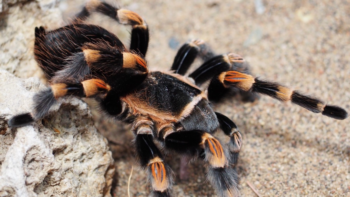 luonto, eläin, ruskea, musta, eläimistö, selkärangaton, lähikuva, hämähäkki, karvainen, arachnid, laji, lintuhämähäkki, vaarallinen, makrokuvaus, niveljalkaisten, Juoksuhämähäkit