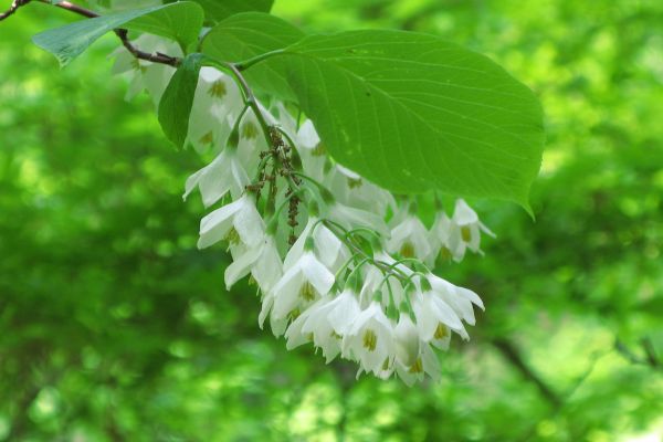 träd,gren,blomma,växt,vit,äng