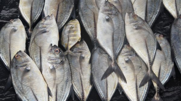 pêche, perche, marché, poisson, sardine, vertébré