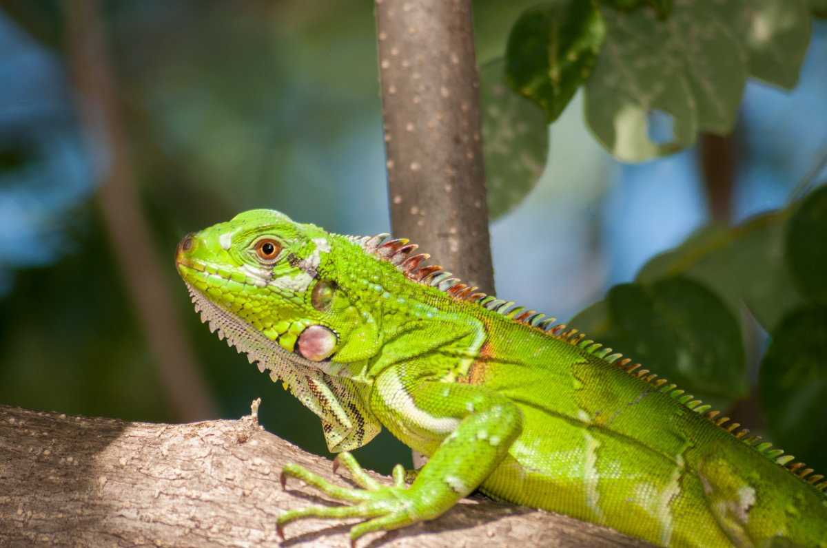 árvore, natureza, ramo, animais selvagens, verde, Macro, réptil, Iguana, fauna, lagarto, Lagarto verde, fechar-se, camaleão, lado de fora, vertebrado, Iguana, Macro fotografia, Lacerta, Dactilóides, Réptil escalado, Lacertidae, Camaleão africano, Camaleão americano