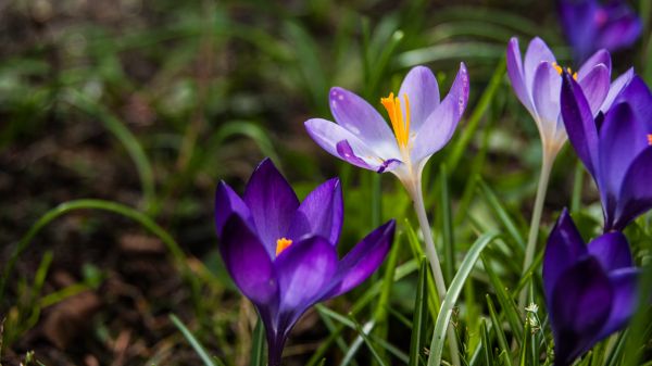 växt, blomma, lila, kronblad, natur, vår