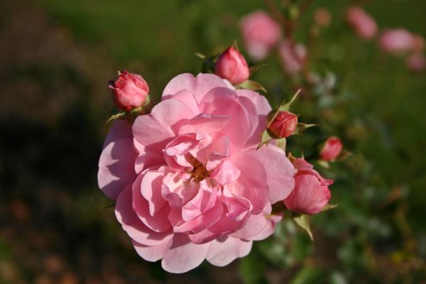 la nature,fleur,plante,fleur,pétale,Floraison