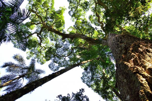 albero,foresta,ramo,pianta,foglia,fiore