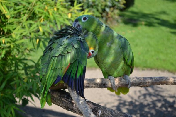 natura, uccello, ala, natura, becco, verde