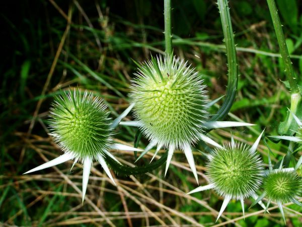 natur,gress,anlegg,fotografering,løvetann,blomst