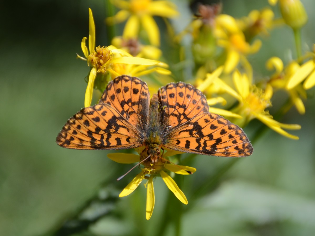 Natura, skrzydło, kwiat, dzikiej przyrody, Pomarańczowy, owad, botanika, ćma, motyl, kolorowy, żółty, flora, fauna, bezkręgowy, dziki kwiat, kwiaty, ścieśniać, motyl monarcha, cętkowany, skrzydełka, kropki, owady, delikatny, motyle, nektar, Fotografia makro, stawonogi, zapylacz, ćmy i motyle, lycaenid, Colias