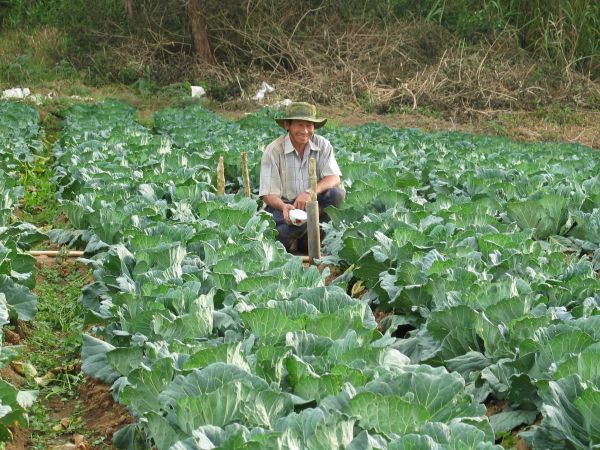 campo, granja, Produce, flor, comida, vegetal