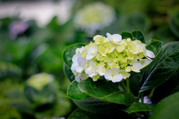 花,工場,木,自然,屋外,開いた