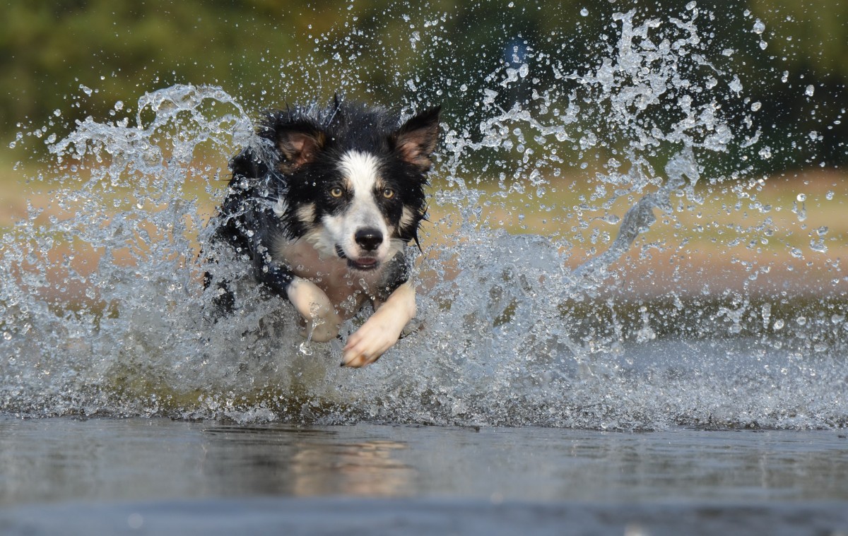 agua, nieve, invierno, perro, saltar, verano, clima, mamífero, Border collie, vertebrado, Perro pastor británico, Perro como mamífero, Perro raza