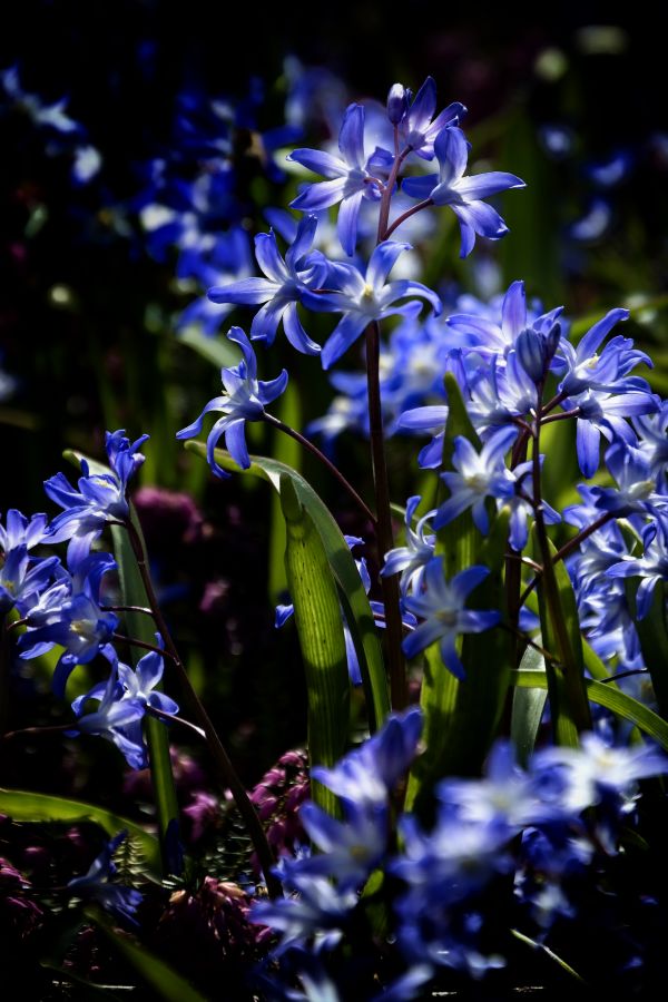 natur,utomhus-,blomma,växt,textur,blomma