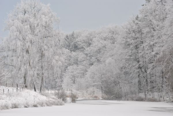 landschap,boom,tak,sneeuw,koude,winter