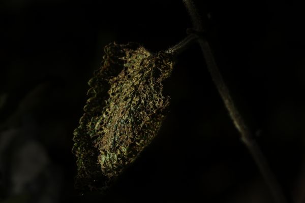 tree, nature, branch, plant, photography, sunlight