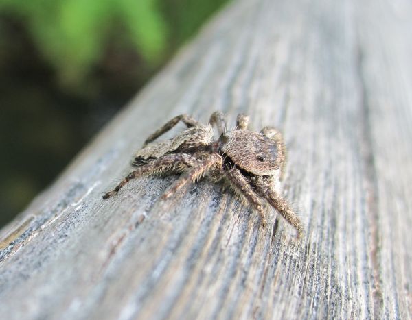 natur,fotografi,blad,vilda djur och växter,vinge,Frost