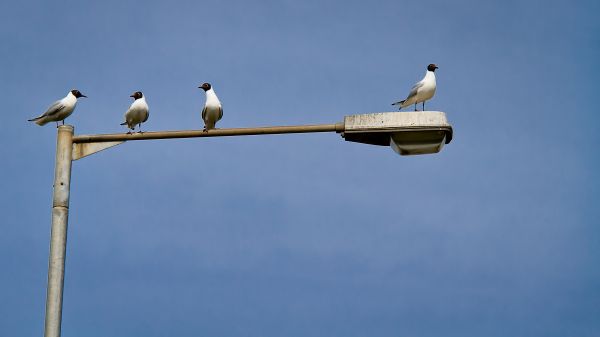 doğa,gökyüzü,sahil,kuş,kanat,Seabird