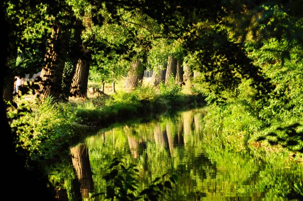 Baum, Natur, Wald, Gras, Wildnis, Ast