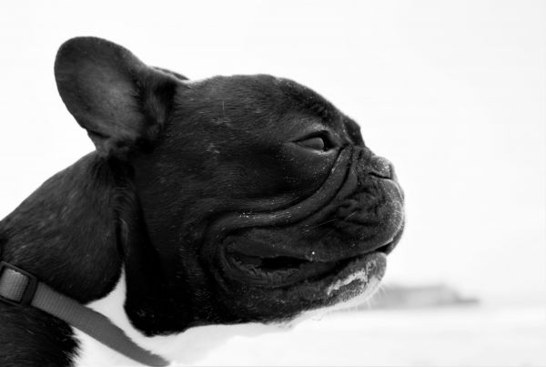 noir et blanc, chiot, plage, le sable, gens, jouer