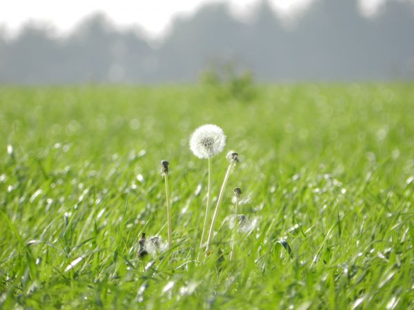 alam,rumput,menanam,embun,bidang,halaman rumput