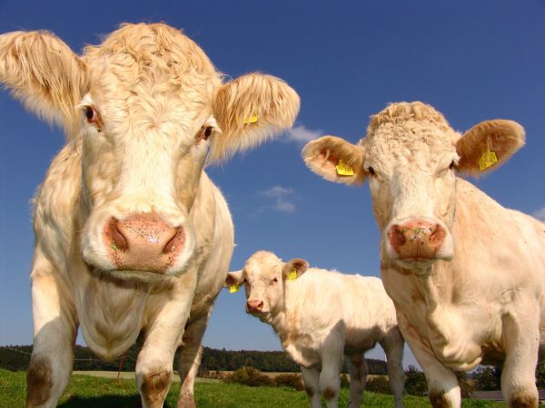 pasture,field,meadow,cattle,grazing,mammal