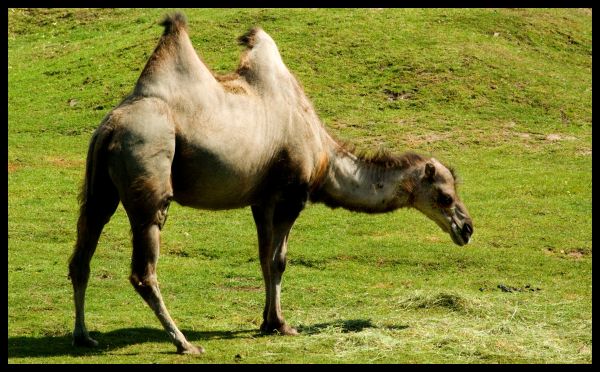 wildlife,zoo,mammal,pasture,grazing,horse