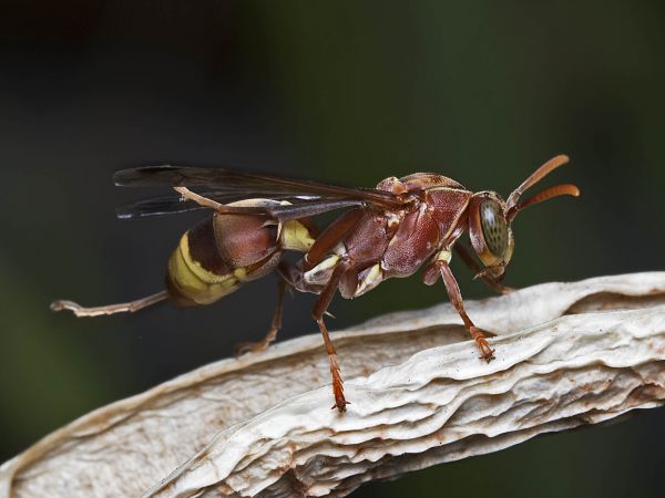 alam,fotografi,terbang,serangga,fauna,invertebrata