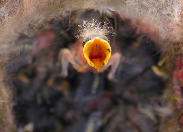 Natur, Vogel, Fotografie, Blatt, Blume, niedlich